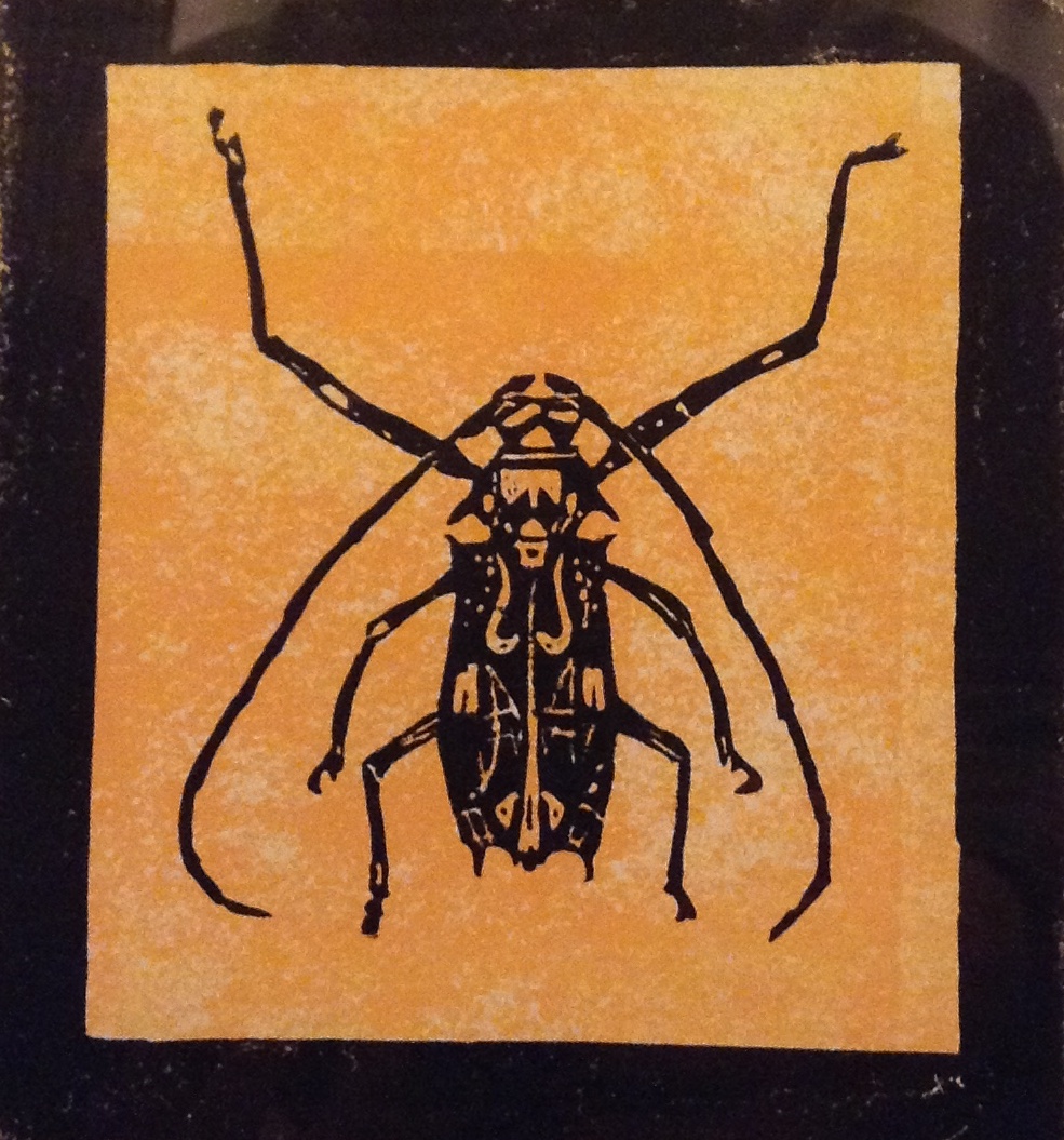Harlequin Beetle